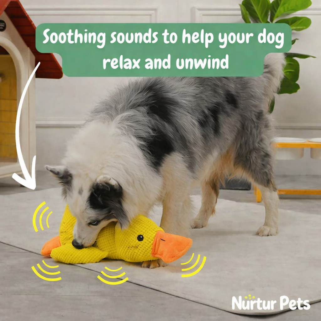 Nurtur Pets™ - Calming Duck